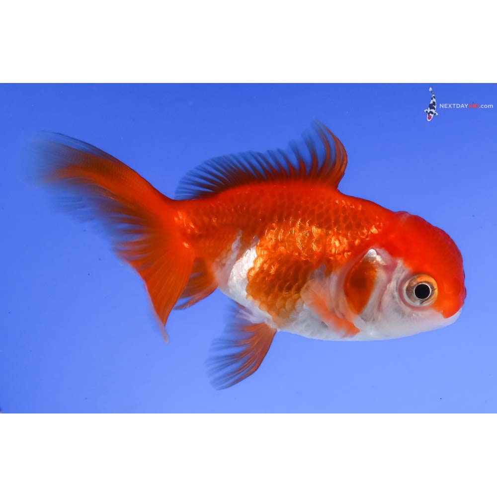 3” Imported Red and White Oranda