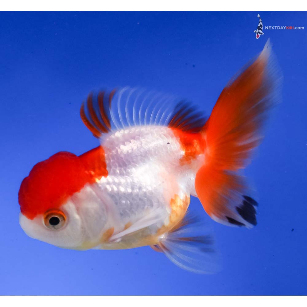 3.5” Imported Red and White Oranda