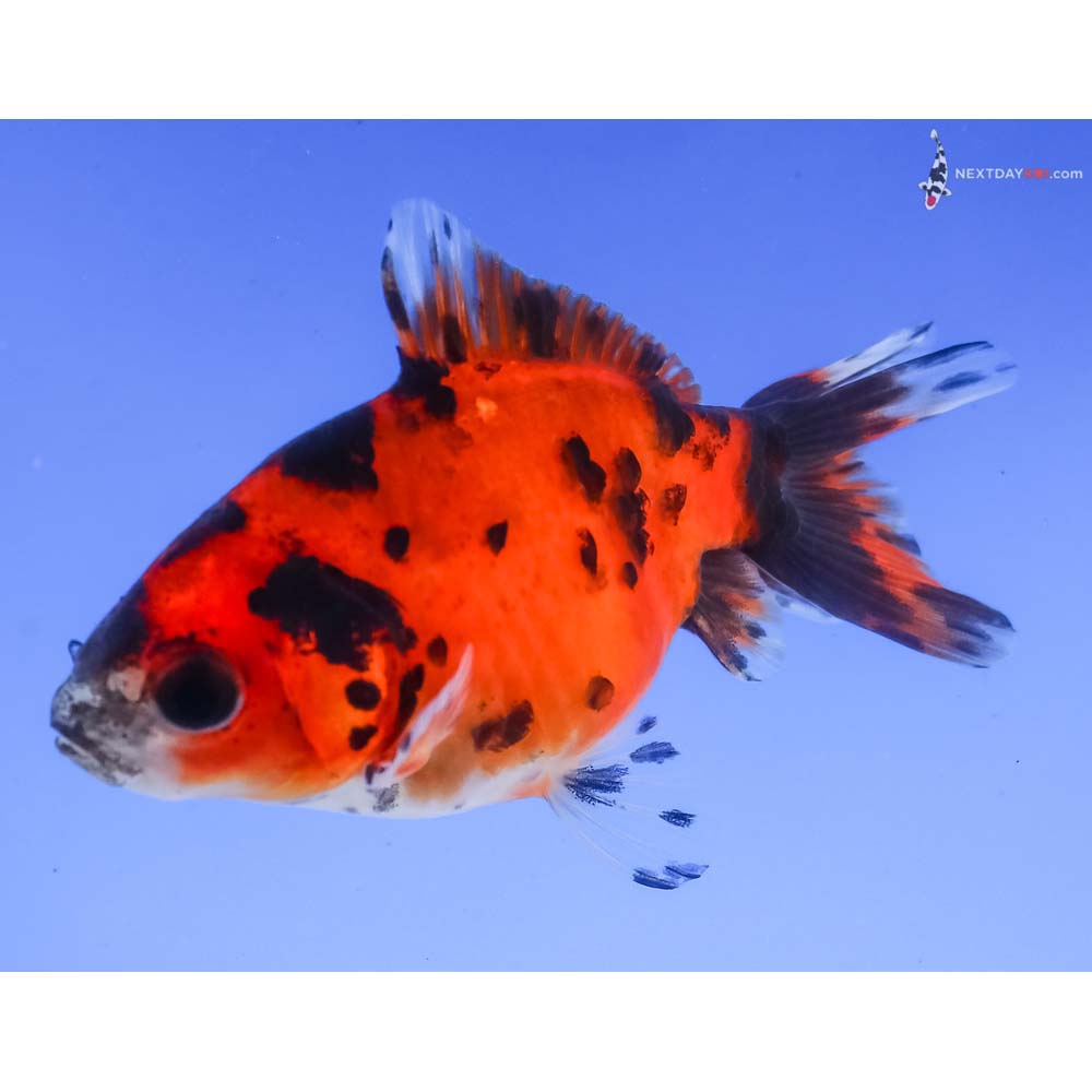 3.5” Imported Calico Ryukin