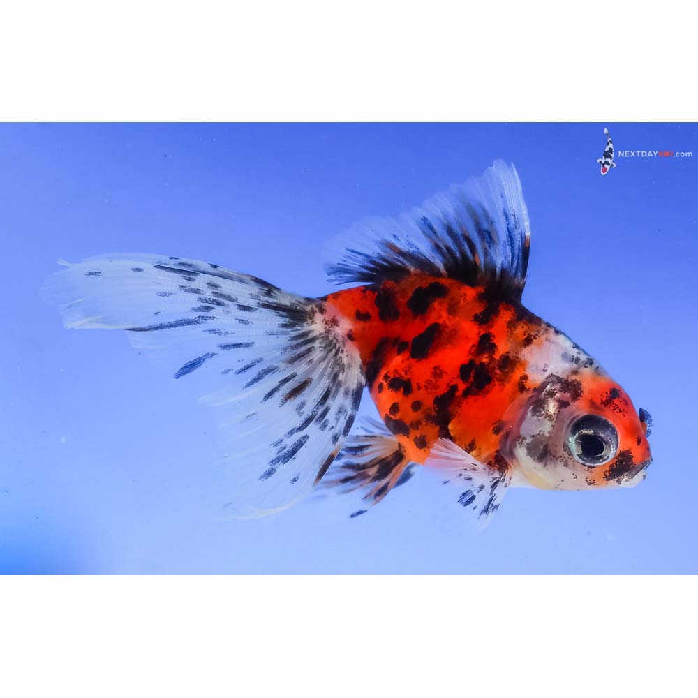 4” Imported Calico Ryukin