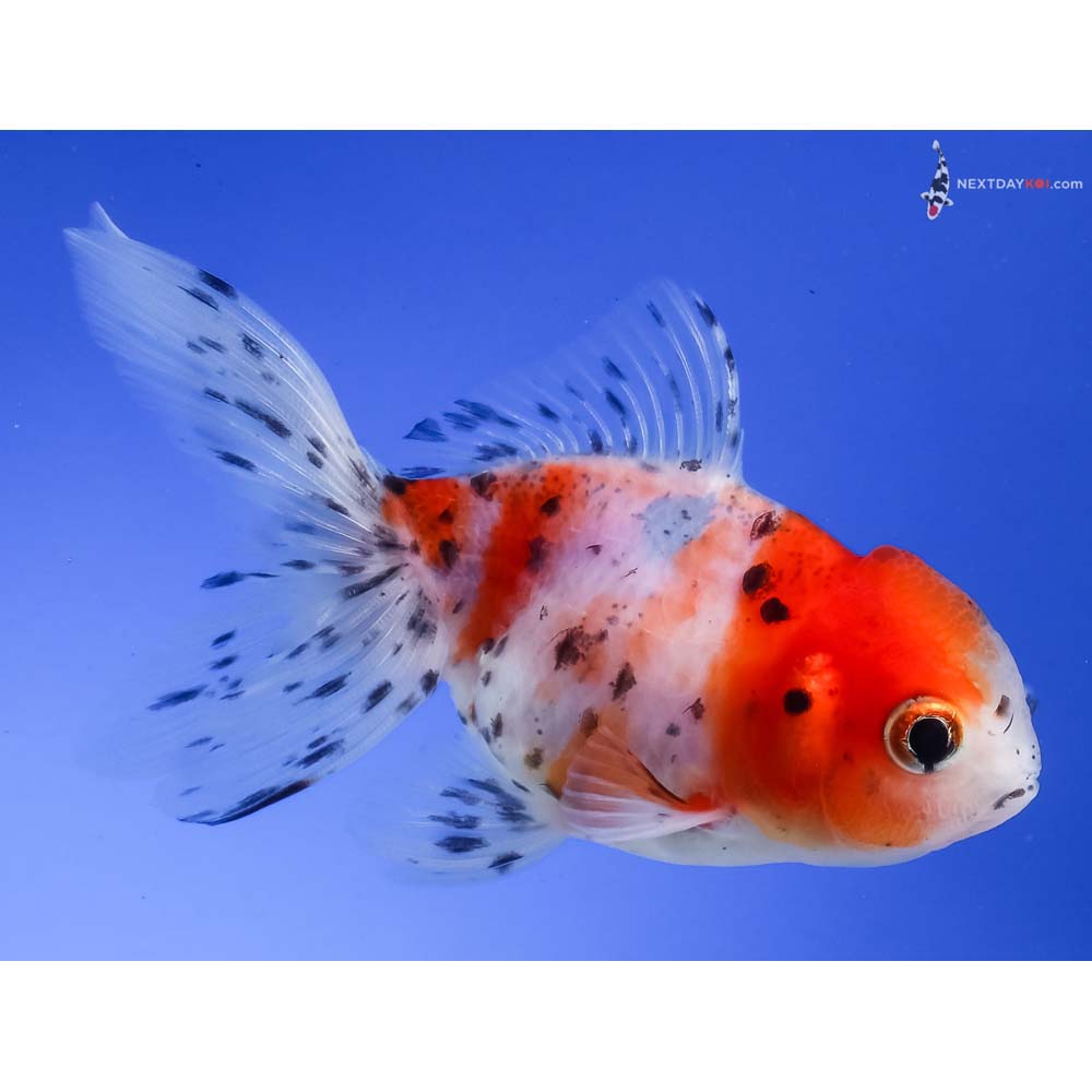 4” Imported Calico Oranda