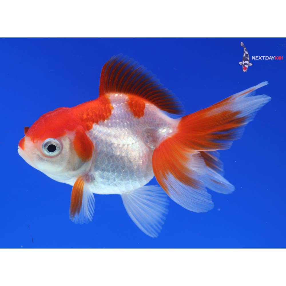 3.5” Imported Red and White Oranda