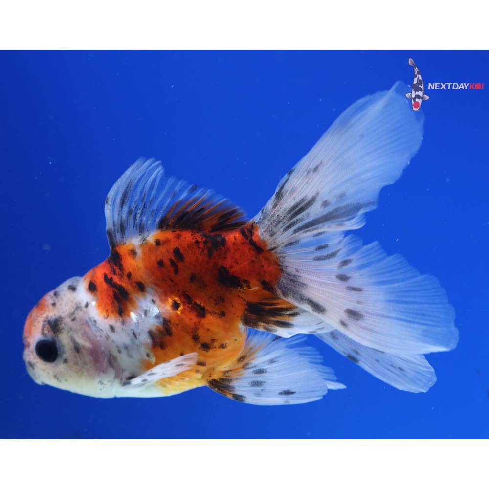 4” Imported Male Calico Oranda