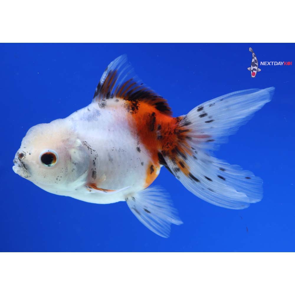 4” Imported Calico Oranda