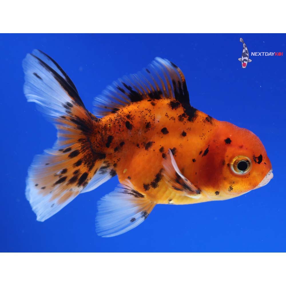 4” Imported Male Calico Oranda
