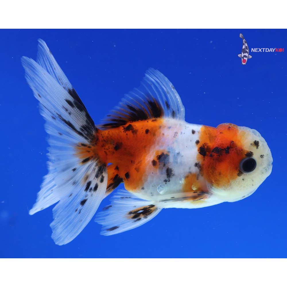 4” Imported Calico Oranda