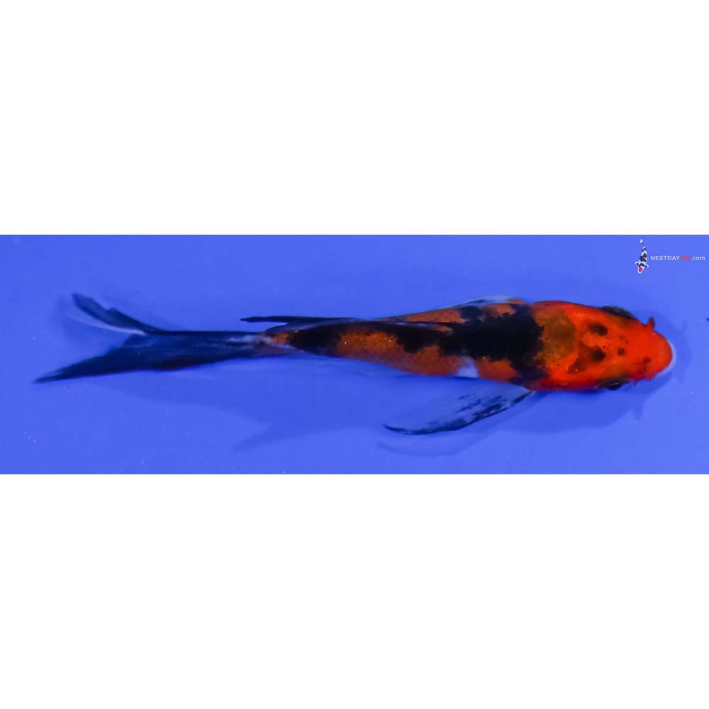 3” Imported Aka Sanke Butterfly Koi
