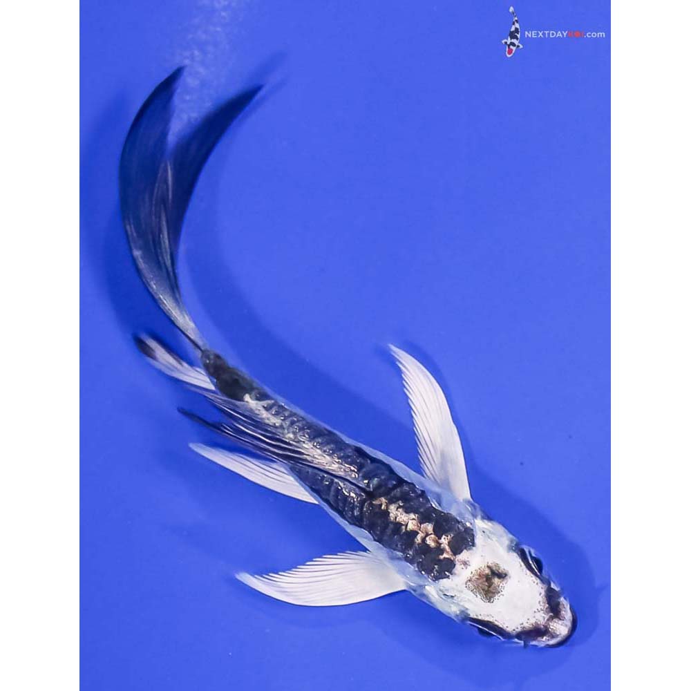 3.5” Imported Gin Rin Kikokuryu Butterfly Koi