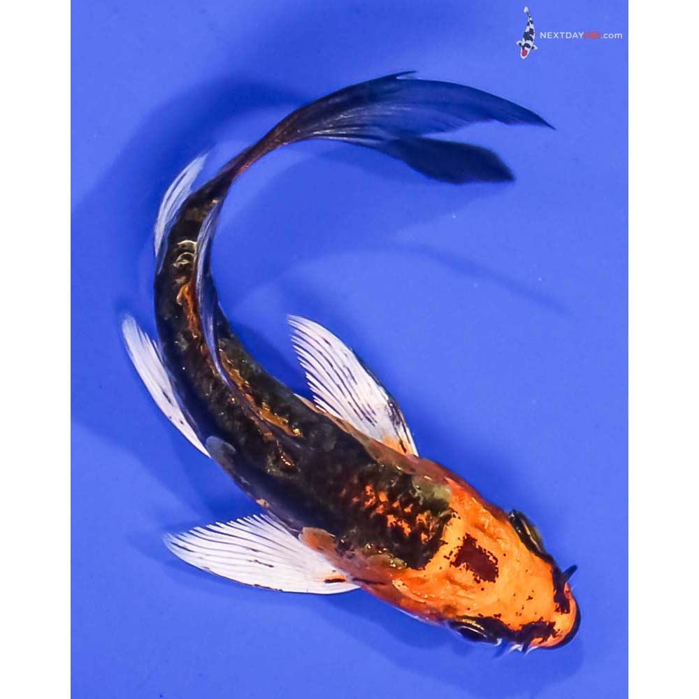 3.5” Imported Kin Kikokuryu Butterfly Koi