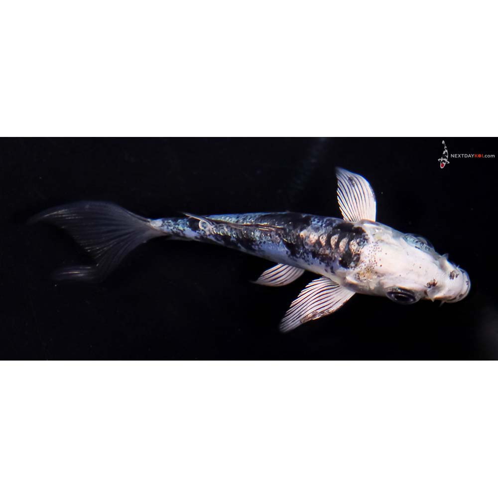 3” Imported Doitsu Blue Gin Shiro Bekko Butterfly Koi