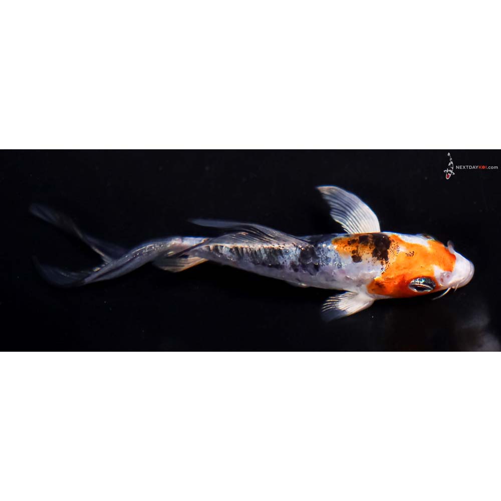 4” Imported Heisei Nishiki Butterfly Koi