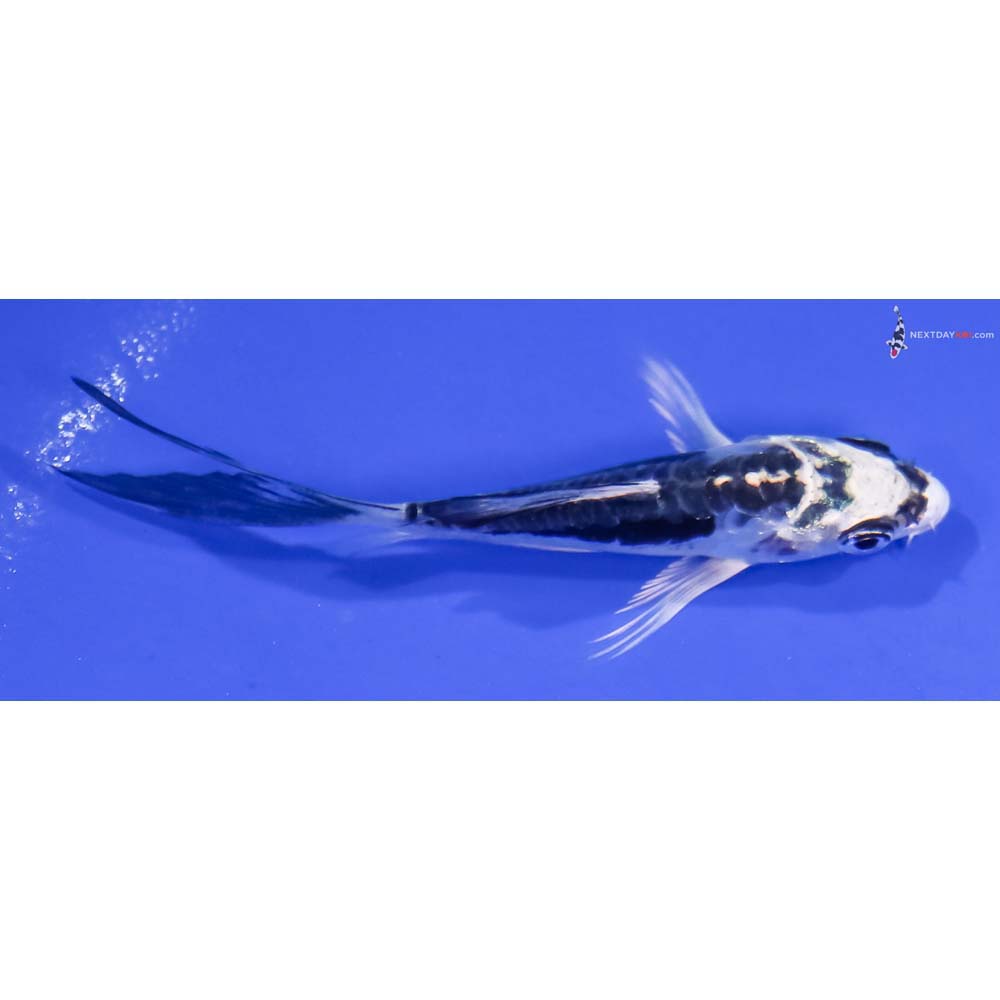 3” Imported Kikokuryu Butterfly Koi