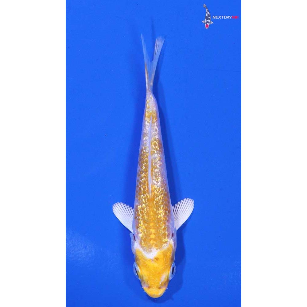 3” Imported Gin Rin Lemon Hariwake