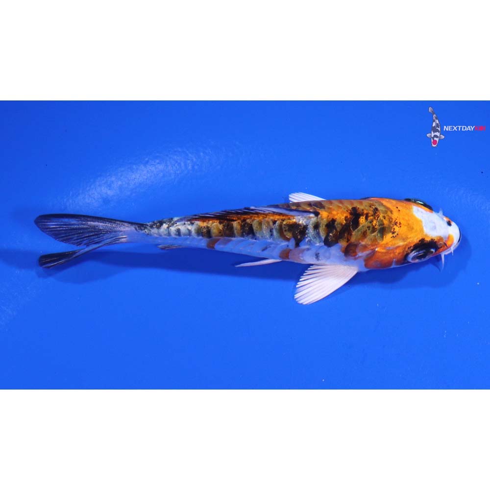3.5” Imported Armor Scaled Yamato Nishiki