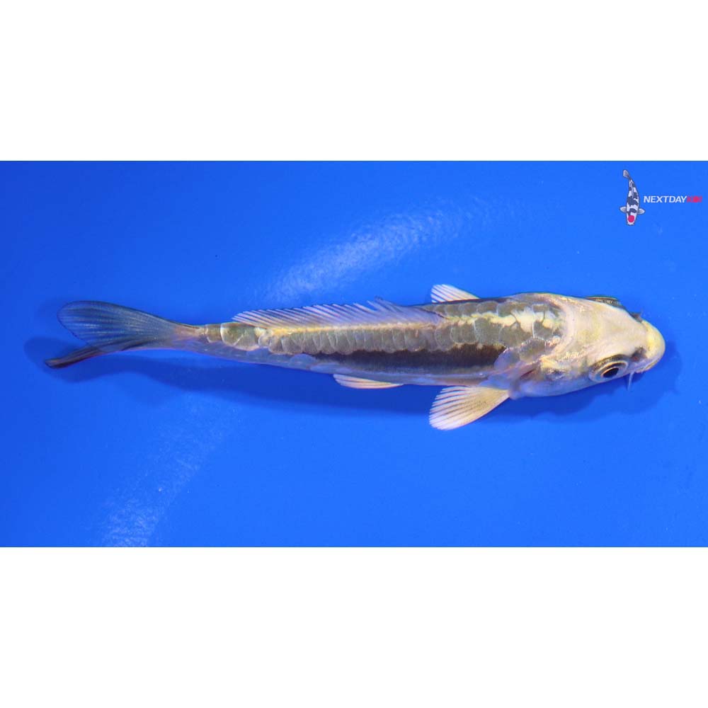 3.5” Imported Kin Kikokuryu