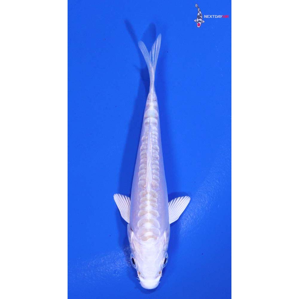 3” Imported Doitsu Platinum Ogon