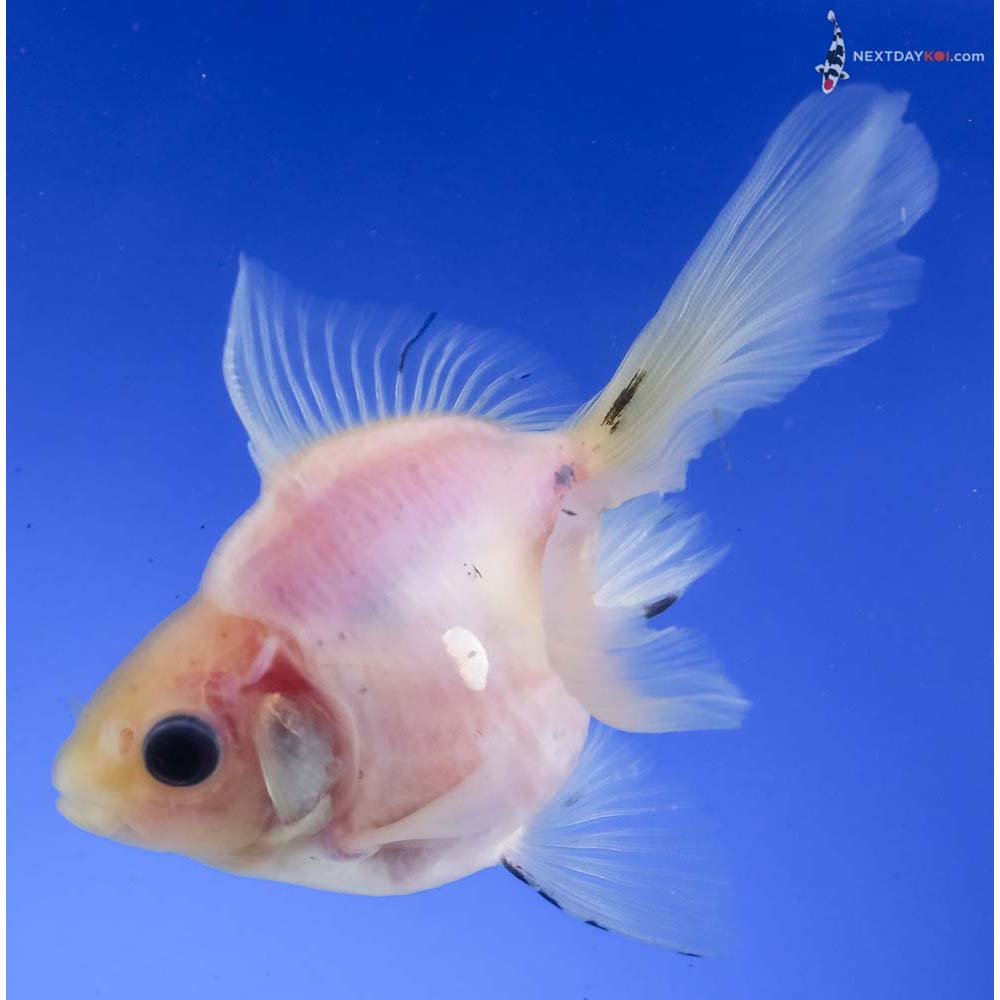 4.5” Imported Male Black and White Ryukin