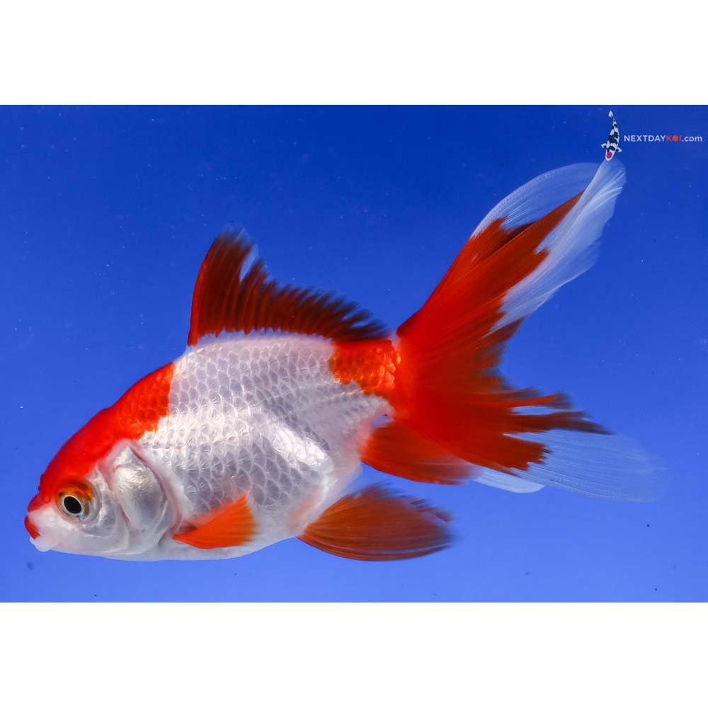 4” Imported Red and White Ryukin