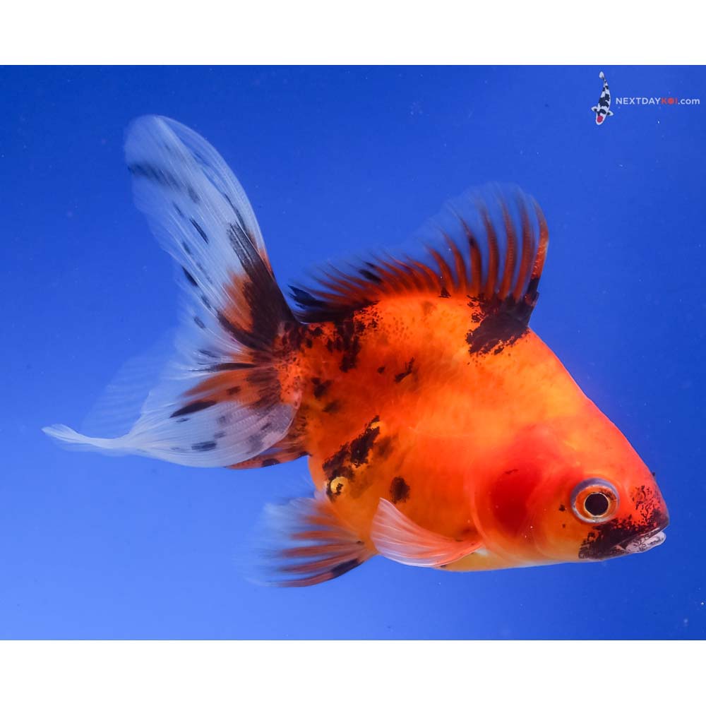 3.5” Imported Calico Ryukin