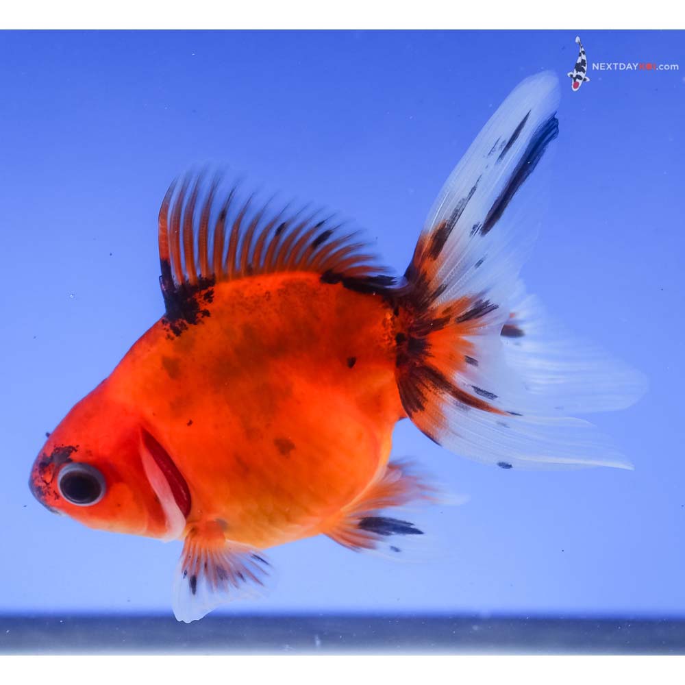 3.5” Imported Calico Ryukin