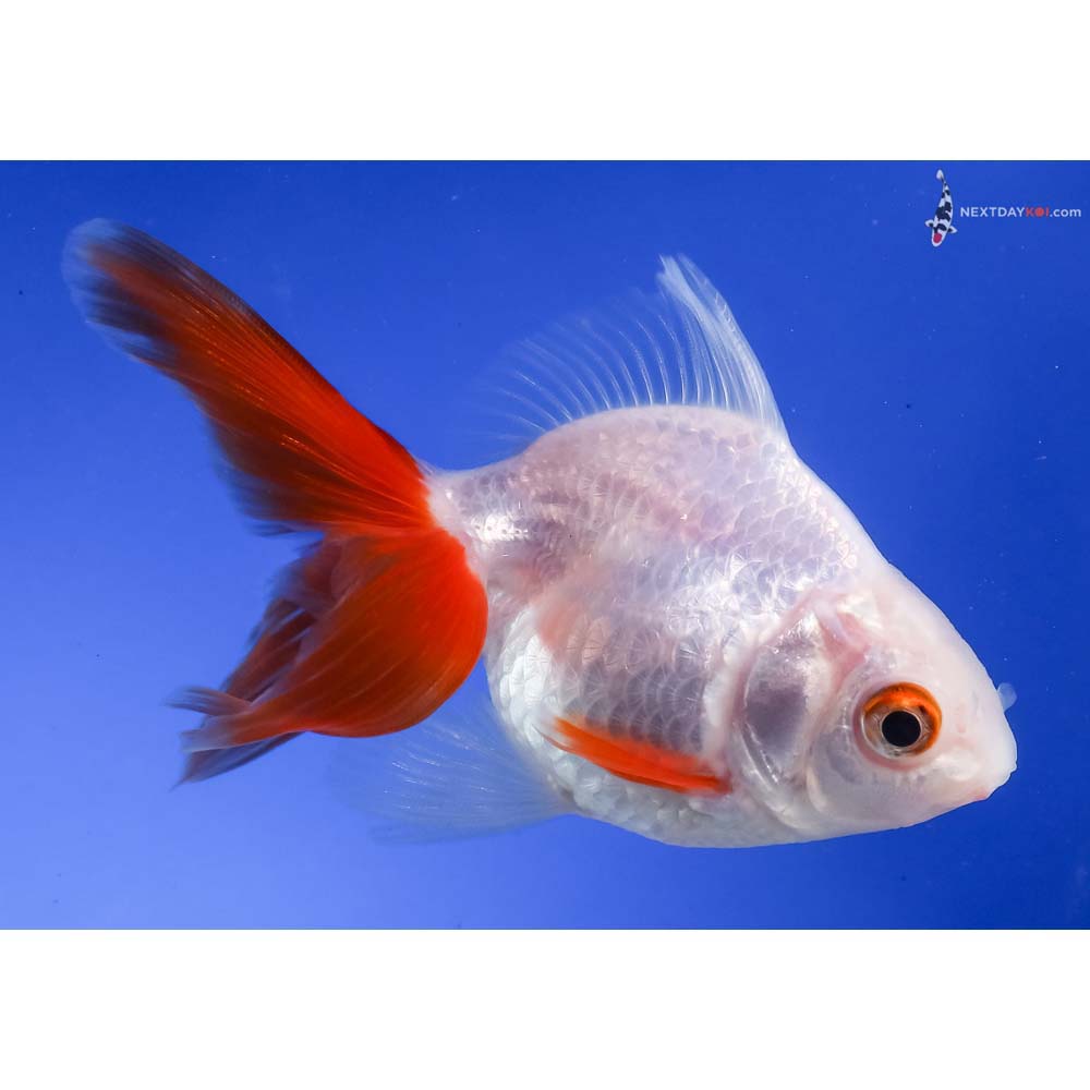 3.5” Imported Red and White Ryukin