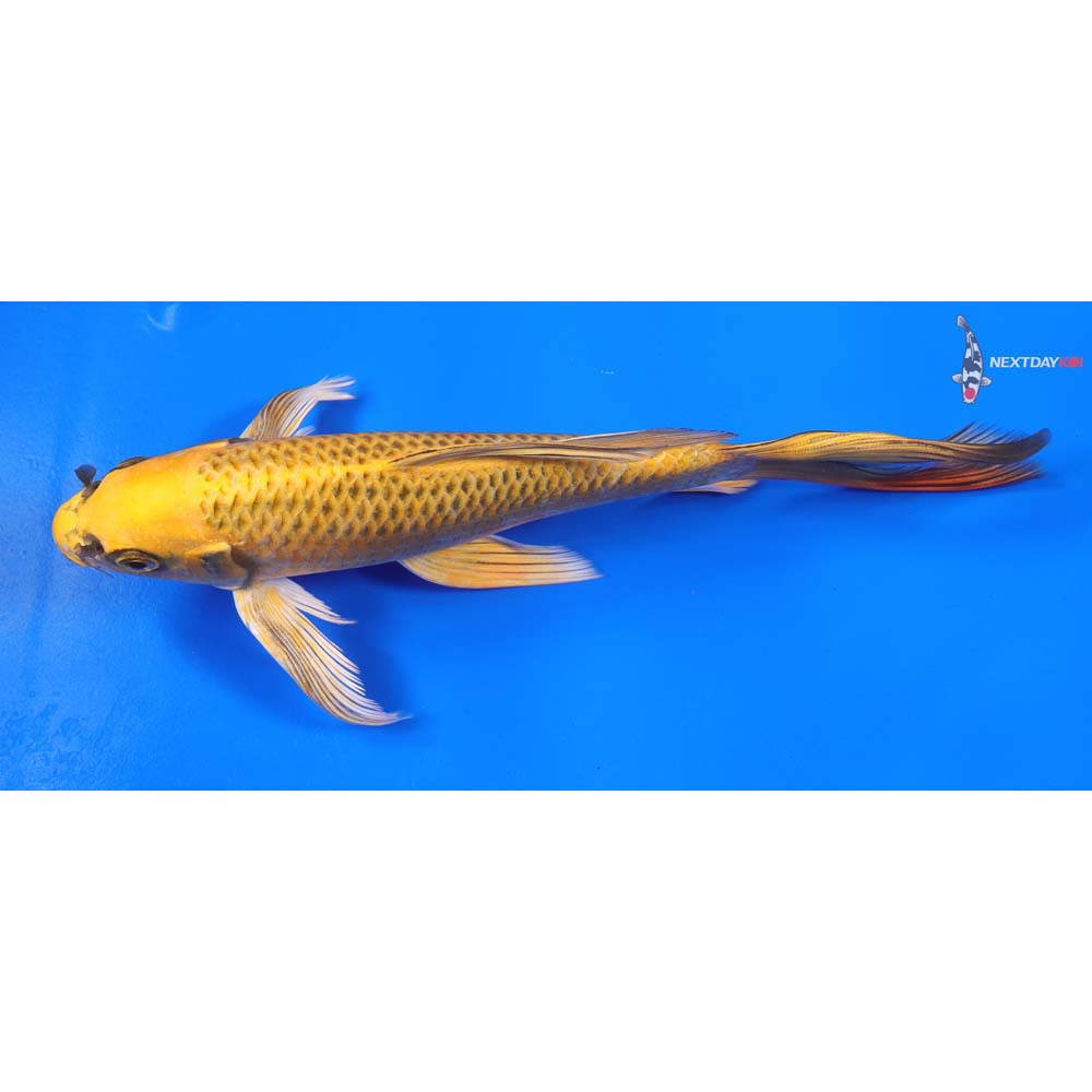 8” Imported Ki Matsuba Butterfly Koi