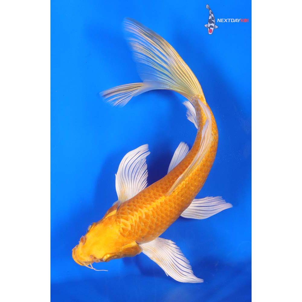 8” Imported Yamabuki Ogon Butterfly Koi