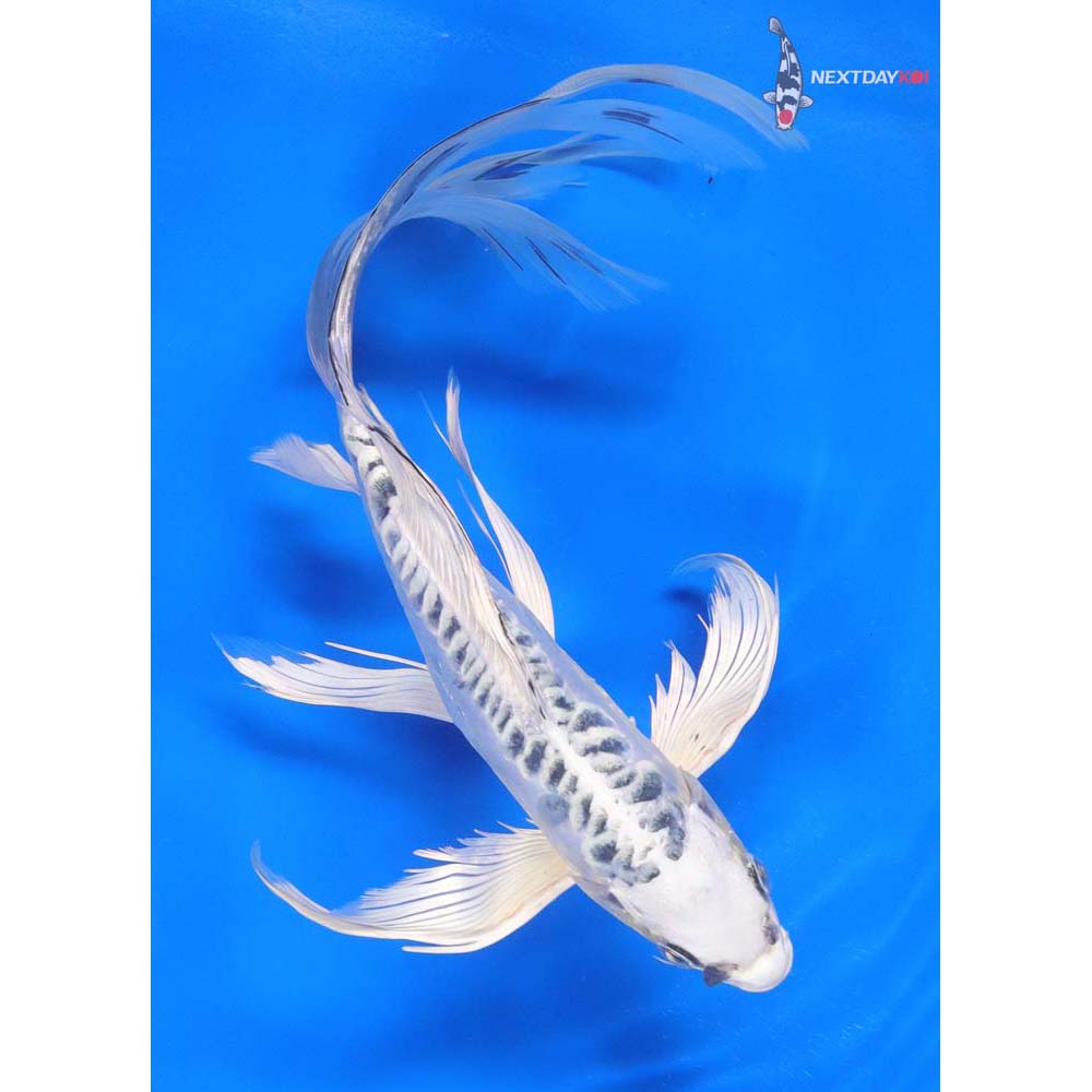 11” Imported Doitsu Gin Matsuba Butterfly Koi