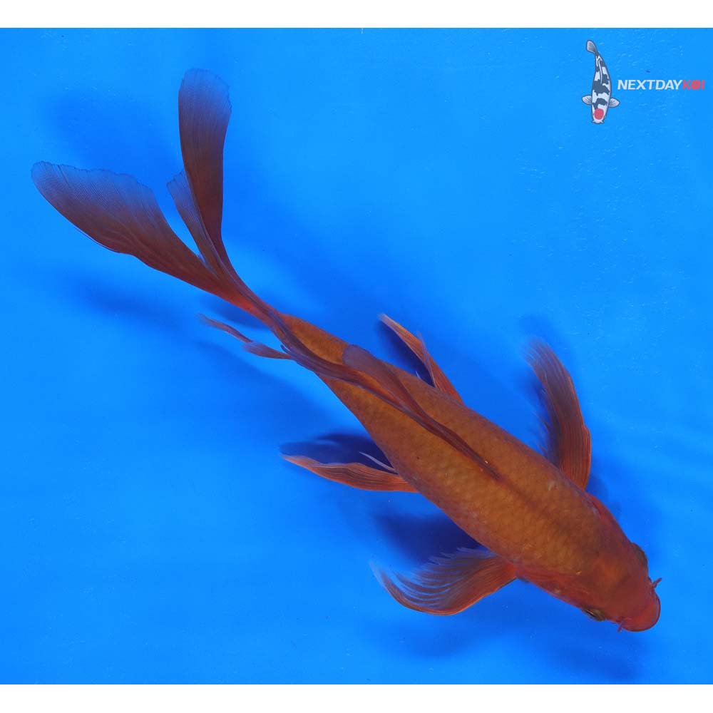 8” Imported Chagoi Butterfly Koi