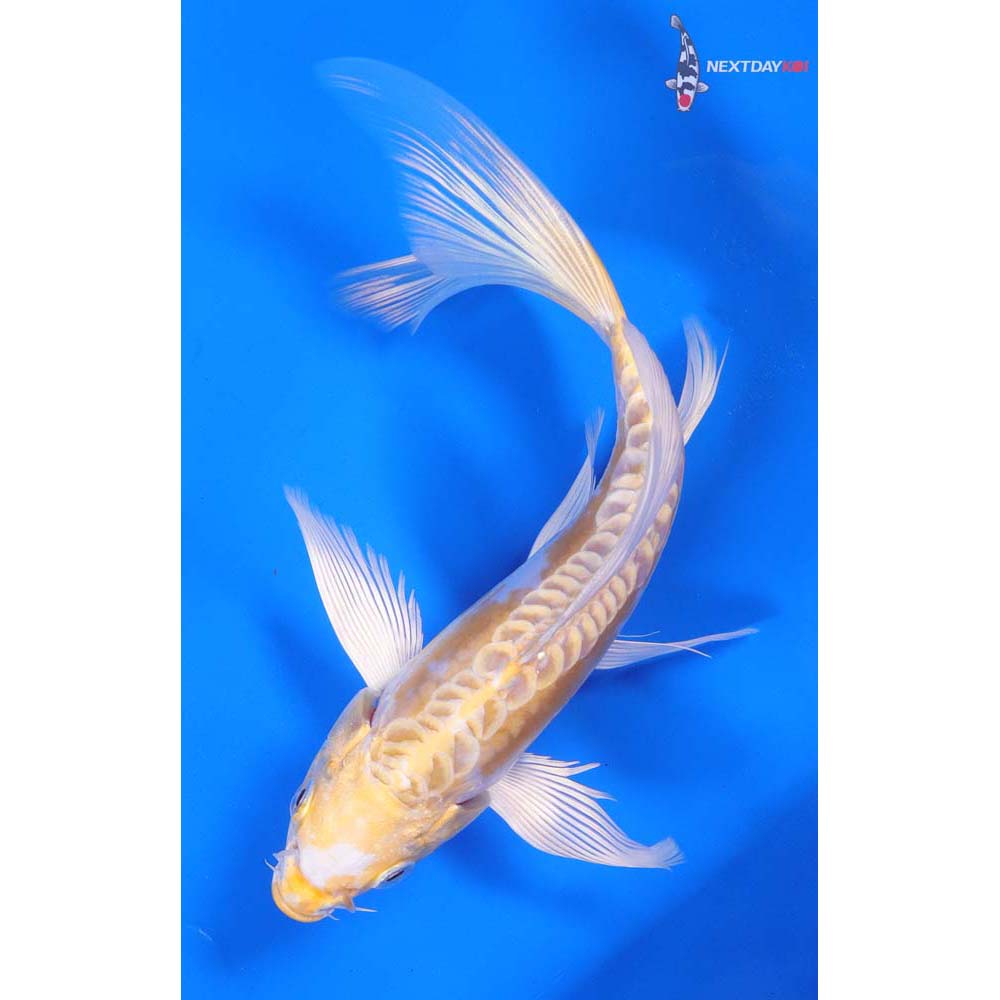 8” Imported Doitsu Lemon Hariwake Butterfly Koi