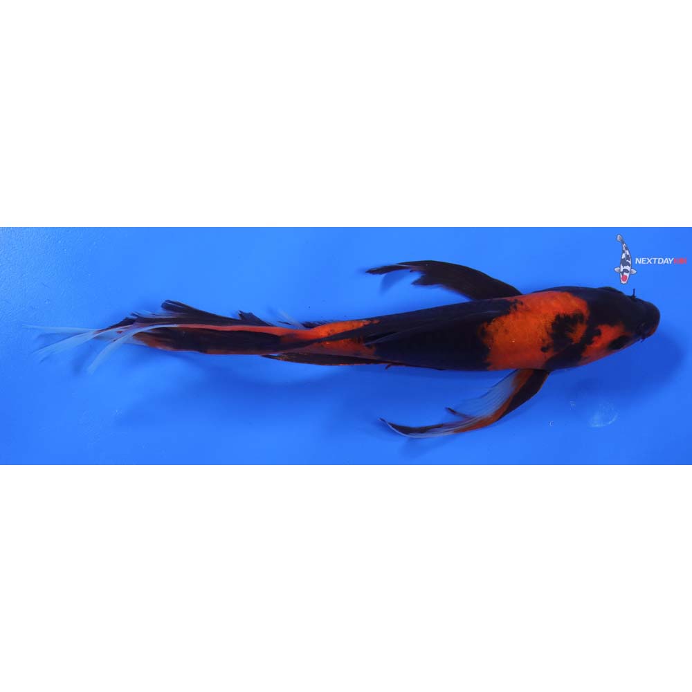 8.5” Imported Hi Utsuri Butterfly Koi