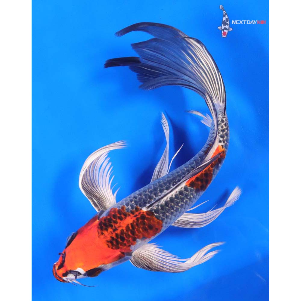 9” Imported Kujaku Butterfly Koi