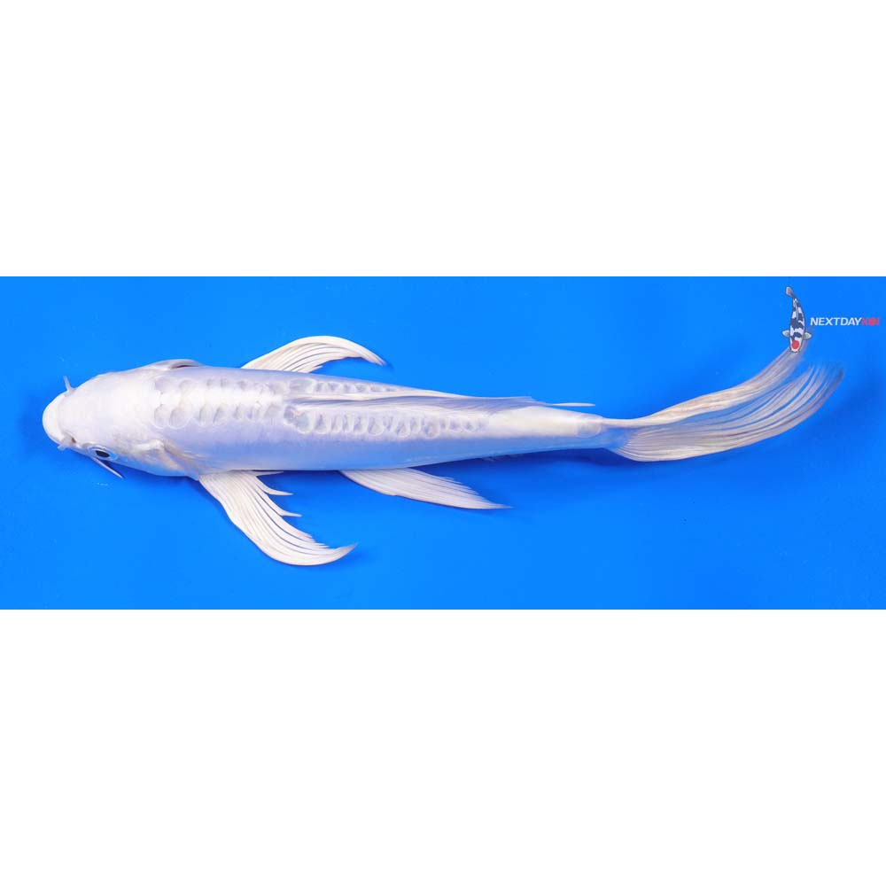 9” Imported Doitsu Platinum Ogon Butterfly Koi