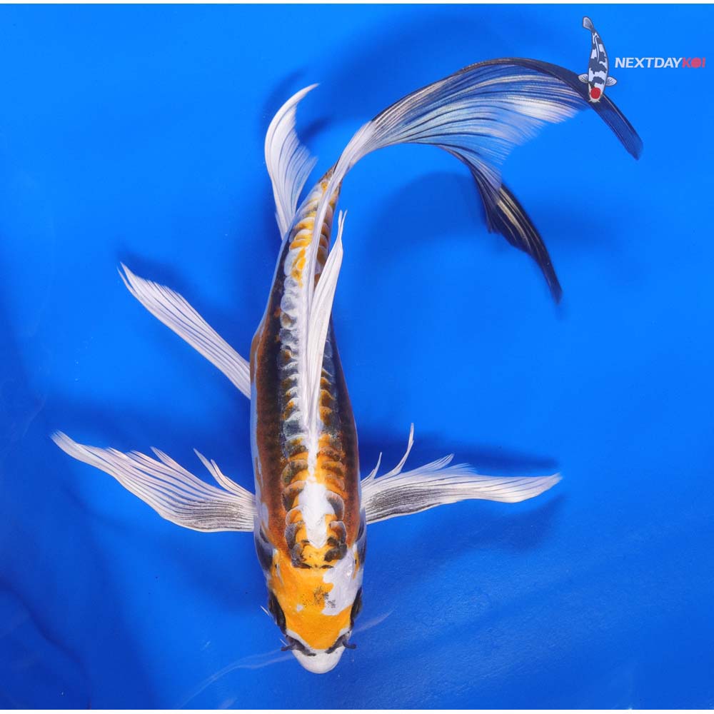 9” Imported Kin Kikokuryu Butterfly Koi
