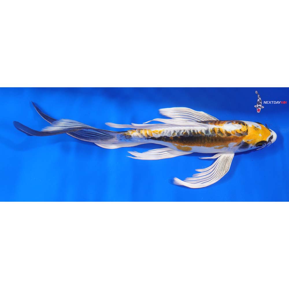 9” Imported Kin Kikokuryu Butterfly Koi