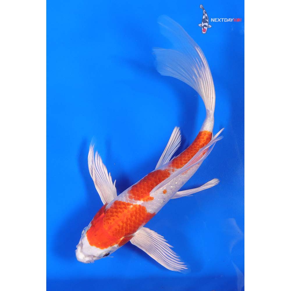 9” Imported Hariwake Butterfly Koi