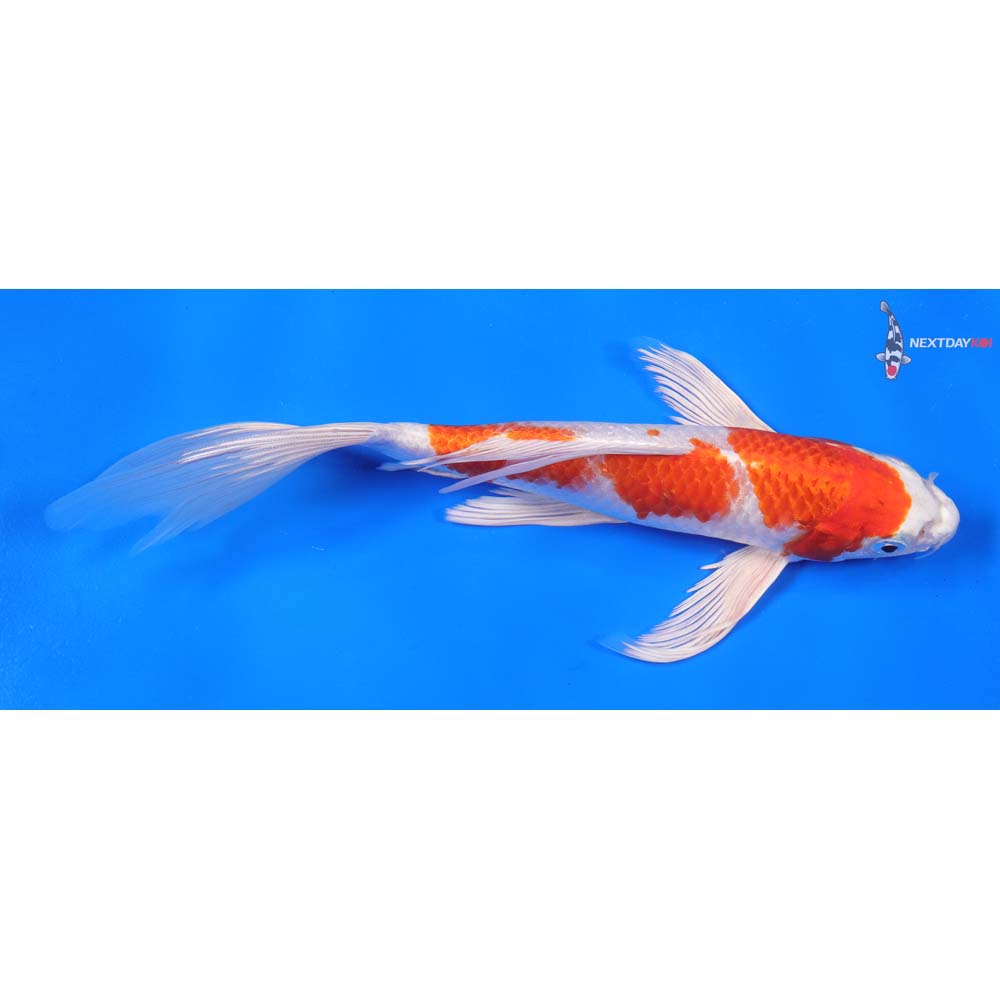 9” Imported Hariwake Butterfly Koi