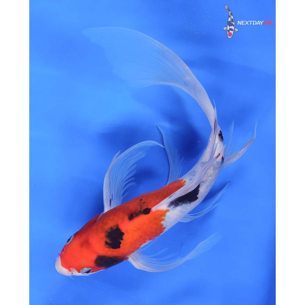 9.5” Imported Sanke Butterfly Koi