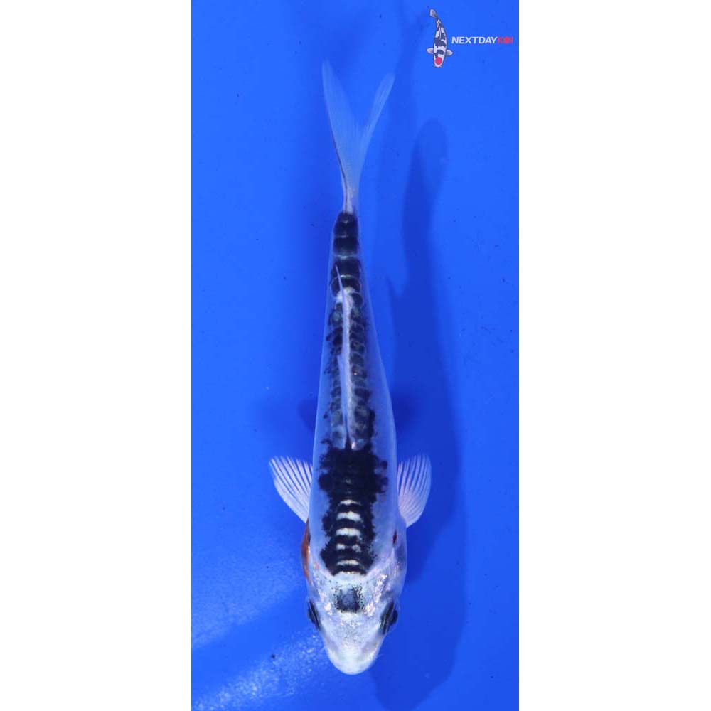 3.5” Imported Doitsu Kujaku