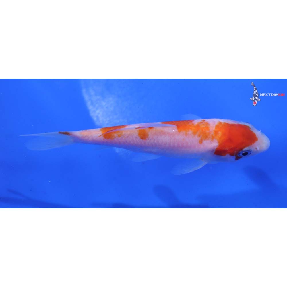 3.5” Imported Kohaku