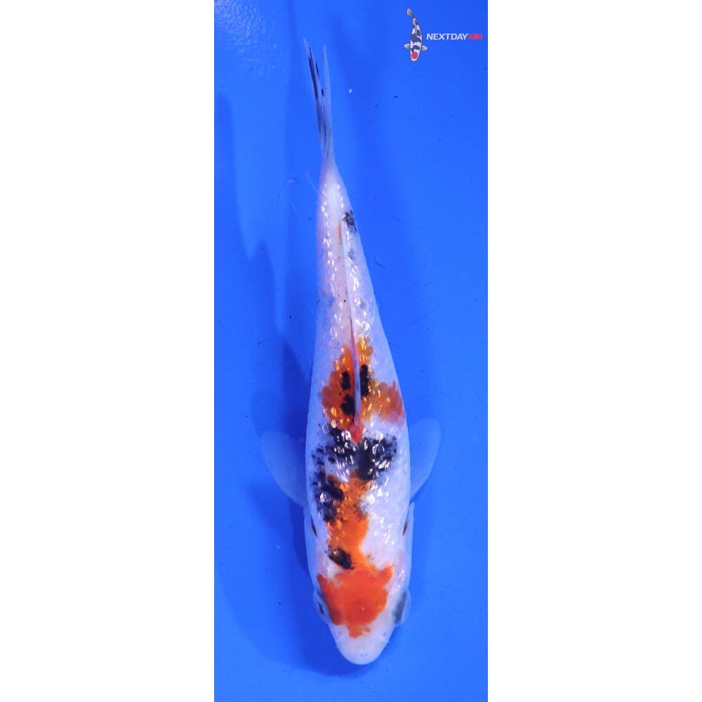 3.5” Imported Gin Rin Sanke