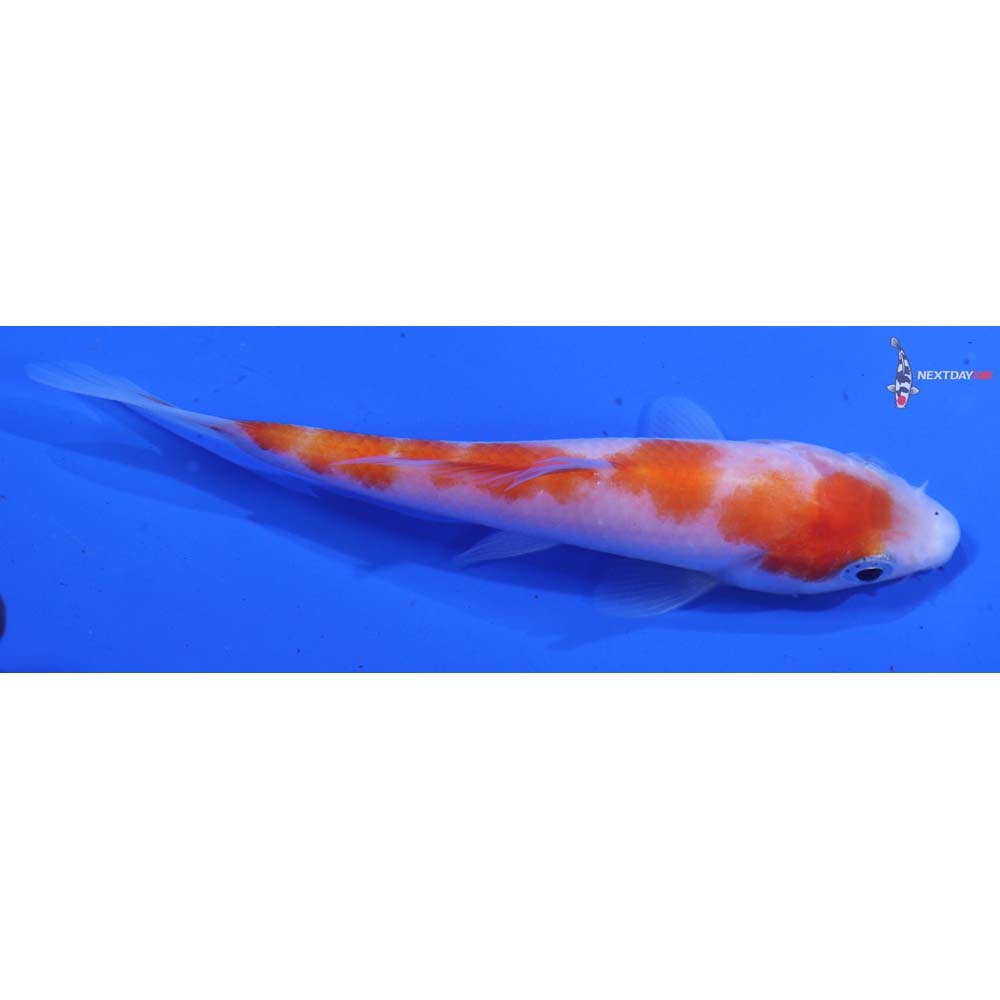 4” Imported Kohaku