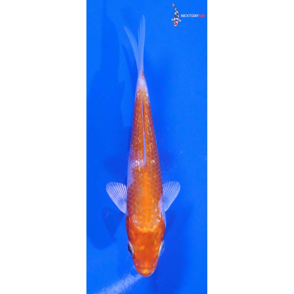 4” Imported Gin Rin Hariwake