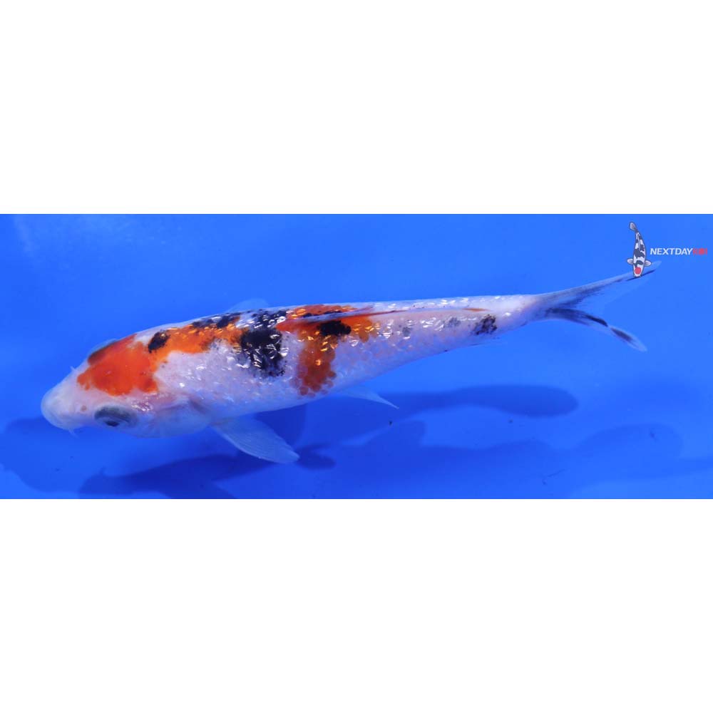 3.5” Imported Gin Rin Sanke