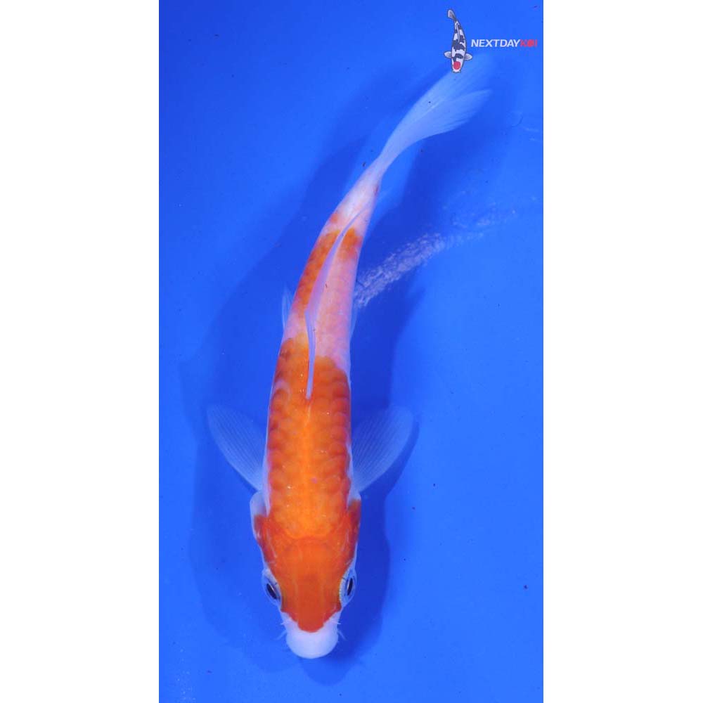 4” Imported Armor Scaled Kohaku