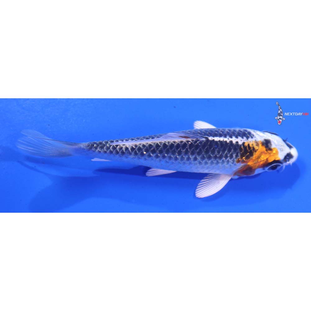 4” Imported Kujaku