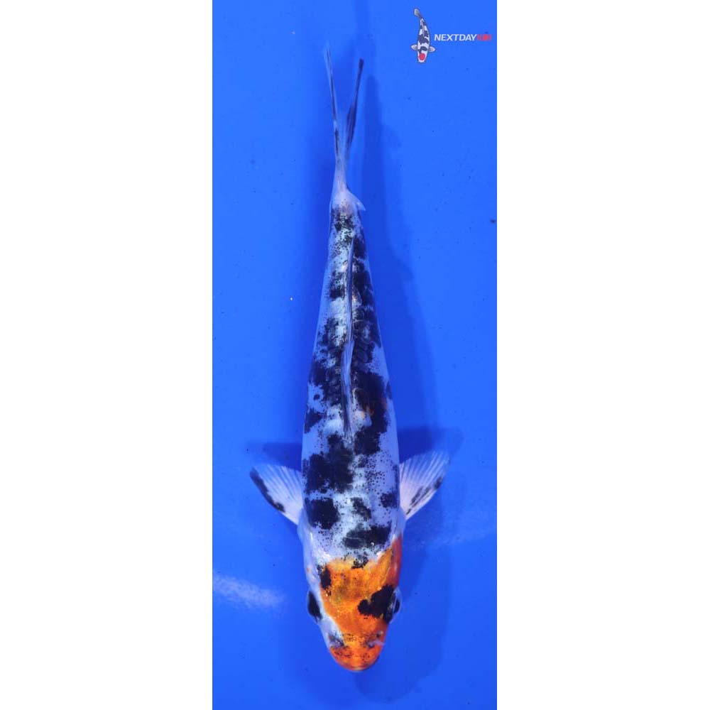 4.5” Imported Heisei Nishiki