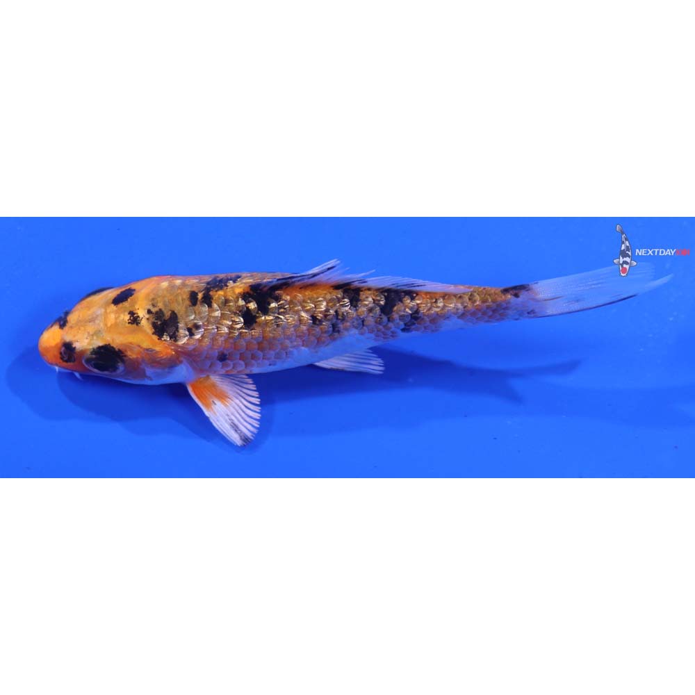 3.5” Imported Gin Rin Yamato Nishiki