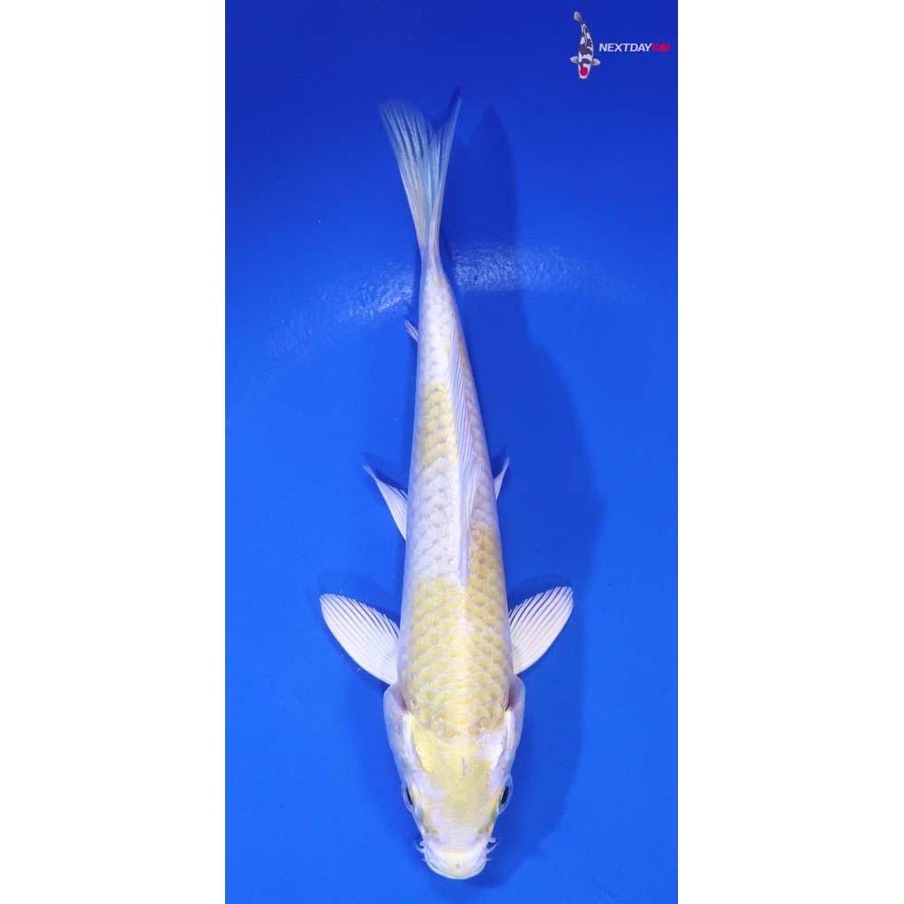 5.5” Imported Lemon Hariwake