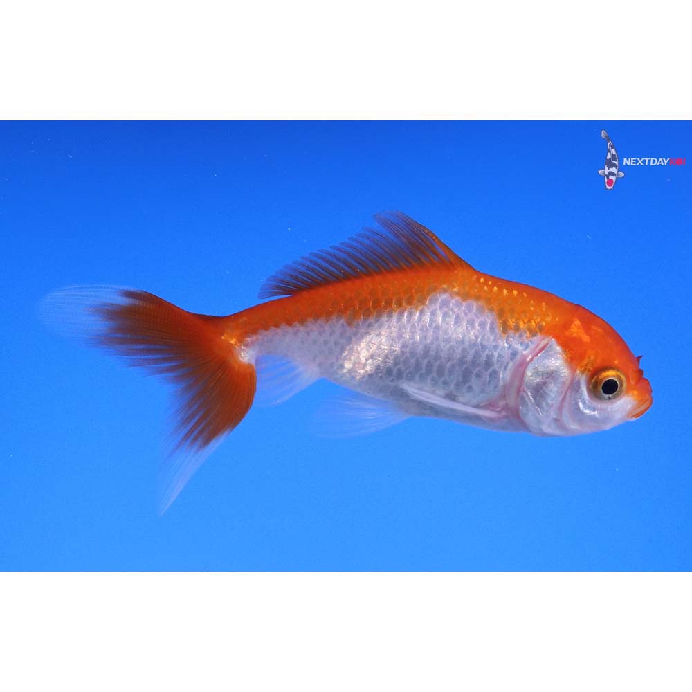 3” Imported Red and White Wakin